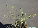 【1年間枯れ保証】【水生植物】ウォータークローバー/オーストラリアン　9.0ｃｍポット