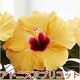 1つの花の持ちが違う ハイビスカス ロングライフシリーズ ５号鉢植え【アドニスアプリコット】晩秋まで咲き続け毎年楽しめる