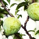 スモモ（プラム）：ケルシージャパン4～5号ポット[最高級品種][苗木] ノーブランド品