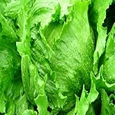 【送料別】【兵庫県産】淡路島レタス 大きさお任せ 1玉