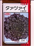 タｱツｱイ　サカタのタｱツｱイ種です