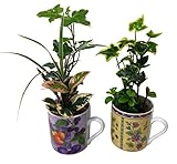 ハルディン インテリアプランツ エスプレッソカップ 2個セット