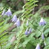 (山野草)ソバナ(岨菜)3号(1ポット) 本州・四国限定[生体]