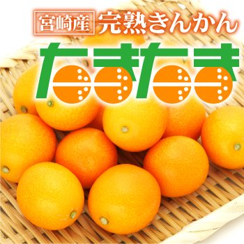 宮崎県産 完熟きんかん「たまたま」 2Lサイズ 3kg入り