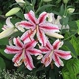 オリエンタルユリ　ディジー　１球入