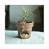 鉢植えの　ポット　鳥ちゃん/ネズミ/青蛙　多肉植物に　ガーデンオーナメント カワイイ　ガーデニング インテリアに 屋内盆栽 ミニチュア　風景装飾品　庭の装飾　可愛い　創意的なデザイン