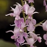 【2018年春～　開花見込み株】【山野草】ナツエビネ