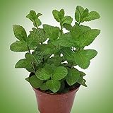 Rosepoem 1パックミントシード盆栽鉢植えハーブグリーンミントMentha Viridis For Garden
