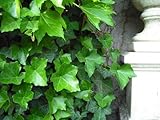 【6か月枯れ保証】【つる性】ヘデラ/カナリエンシス　0.2m