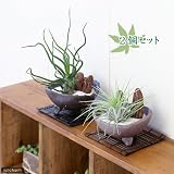 (観葉)私のオアシス ～エアープランツと脚付丸小皿 2品種セット～ 本州・四国限定[生体]