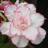 40 Fresh seedsアデニウム アラビカム オベスム 砂漠のバラ種子(40粒)塊根植物種子Adenium obesum Desert Roses seeds no430-Triple-VENU