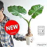 LAND PLANTS クワズイモ 白色4号鉢