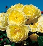 2016年京成バラ園芸・育苗管理の大苗 バラの大苗 ベル ロマンティカ　 （国産苗 大苗 6号鉢植え） メイアン作出・新品種 ＡＤＲ受賞品種