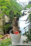 ラッピング代込　観葉植物　１本立ちパキラ　5号鉢　発財樹　送料込