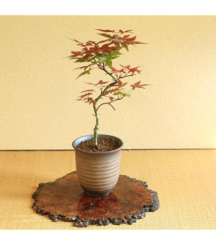 Amazon | 遊恵盆栽 寄せ植え：出猩々もみじ寄せ盆栽*bonsai | 盆栽