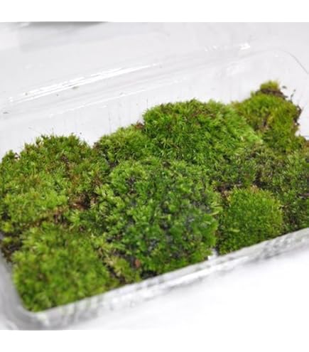Amazon｜国産生水苔ナマミズゴケ｜観葉植物 オンライン通販
