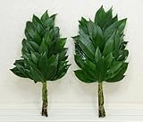 本榊(ホンサカキ)月2回お届け定期12回1対