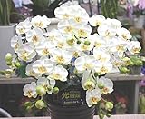 光触媒 【胡蝶蘭】 ギフト 【造花】 ミディ５本立て 白 【ＣＴ触媒加工】 本物そっくり胡蝶蘭 お昼