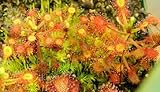 Drosera madagascariensis - sundew - 5 seeds
