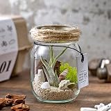 観葉植物 テラリウムキット 「グラスジャー (エアプランツ付き)」 インテリアグリーン 日比谷花壇