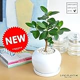 LAND PLANTS フランスゴム 白色丸型陶器