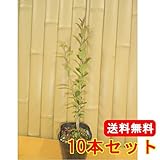 【ノーブランド品】ネズミモチ樹高0.5m前後10.5cmポット【10本セット】