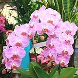 胡蝶蘭 ギフト【生花】 ミディ白ピンク系　3本立ち　誕生日などのお祝いプレゼントに