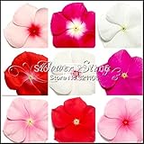 【送料無料】20ペリウィンクル種子、ミックスカラービンカ（ニチニチソウ）、あなたの家の裏の完璧な銀行のカバー、常緑