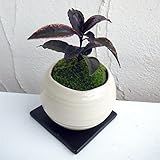 万両（マンリョウ）：紅孔雀 和風鉢植え[ベニクジャク・砂子入り紅葉が美しい品種][受け皿付] ノーブランド品