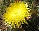 Carpanthea pomeridiana - syn.: Carpanthea pilosa - 10 seeds