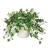 グリーン／観葉植物 アンペロシスアイビー アイビー ann pero cis ivy 室内 イミテーショングリーン 人工 造花 植物 光触媒 おしゃれ グリーン 癒し ギフト プレゼント