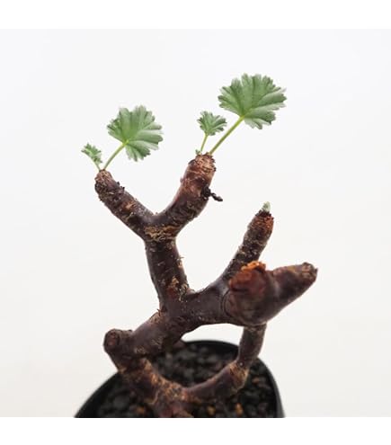 Amazon｜【現品限り】チレコドン・ノルティ【G4】 Tylecodon nolteei