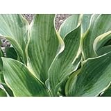 ギボウシ(擬宝珠) ホスタ・サガエ(大株) 外斑入り 寒河江 植木 多年草