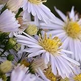 アスター「アポロ」