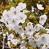 国華園　桜苗　山桜　1株【※発送が国華園からの場合のみ正規品です】