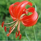 elegant and beautiful Lily Plant Seeds Bonsai Plant Flower Seeds for Home Garden 30pcs / lot A1