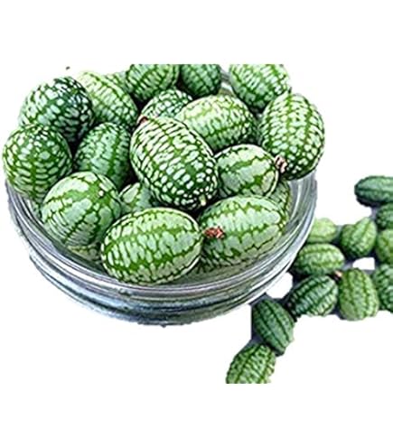 きゅうり サラダきゅうり 'カッパー' - トンネルでの栽培、短期間の酸洗い