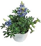 花市場直送便 花苗 ルピナス ブルーボンネット 12入