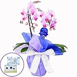 胡蝶蘭 ミディ ランラン 2本立ち 4号陶器鉢 お供えラッピング と 丸叶むらたの文字が浮き出るお香 沢山のおはなし