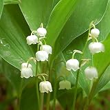 【2018年春~開花見込み球】【山野草】日本スズラン