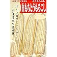 【種子】白もちとうもろこし　野菜　40ml　日本タネセンターの種
