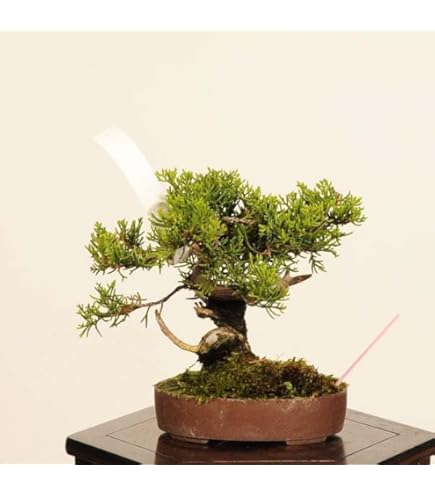 Amazon｜盆栽 糸魚川真柏（833885）【現品】｜観葉植物 オンライン通販