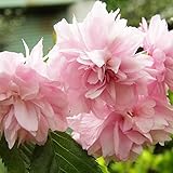 桜 苗木 菊しだれ桜 12cmポット苗 さくら 苗 サクラ