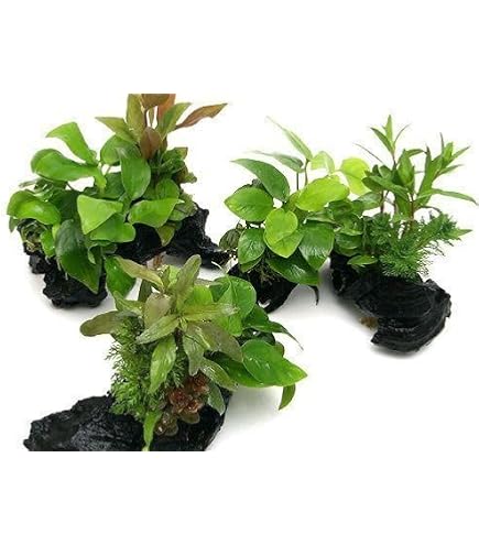 Amazon.co.jp: （水草）アヌビアスナナ ゴールデン 流木付 Lサイズ