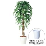 エフプランター 人工観葉植物-アカシアリアナ-150-8号鉢-懸崖鉢