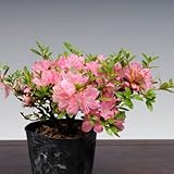 苗：深山霧島つつじ（筑峰）