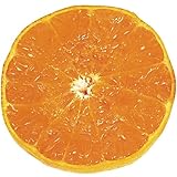 国華園　果樹苗　カンキツ　せとかP　1株【※発送が国華園からの場合のみ正規品です】