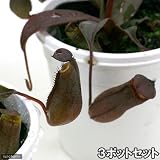 (食虫植物)ウツボカズラ ネペンテス レッドアラタ(3ポットセット) 本州・四国限定[生体]