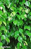 Ficus benjamina - wheeping chinese banyan - 100 seeds