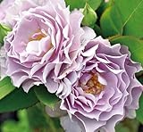 バラ苗 清流(セイリュウ) 大苗 木立バラ 【河本バラ園】 四季咲き 紫色 大輪 ハイブリッドティー 薔薇 バラ苗木